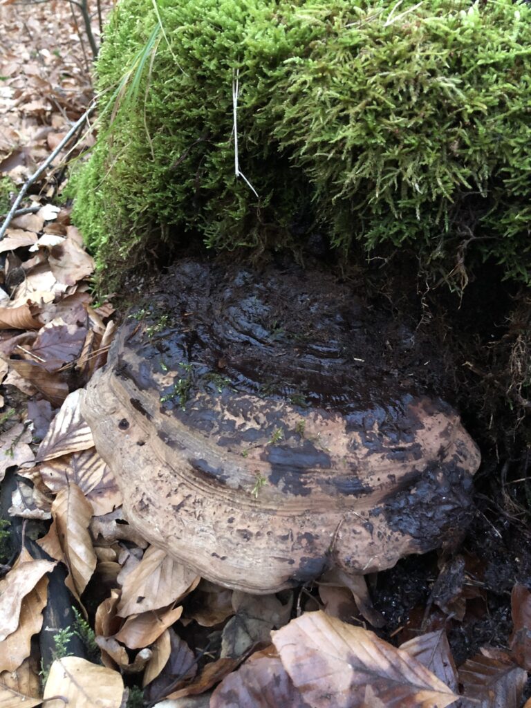 Ganoderma A.